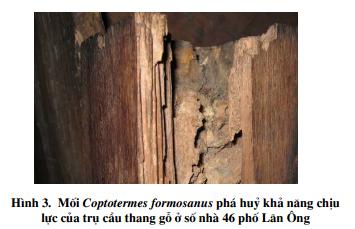 Mối gỗ ẩm Coptotermes formosanus phá hủy cầu thang gỗ